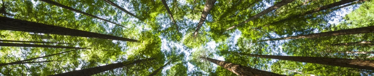 Ciel vu d'une forêt